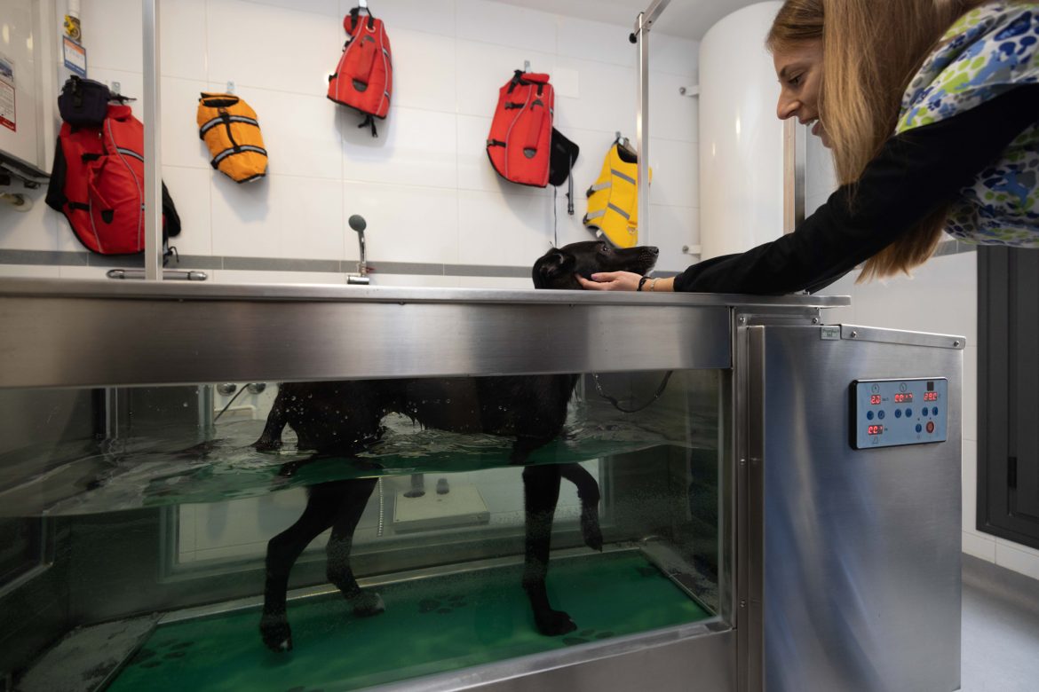 Fisio para mascotas en Arroyo de la Encomienda