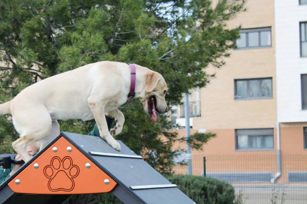Labrador en actividades al aire libre en el parque canino.