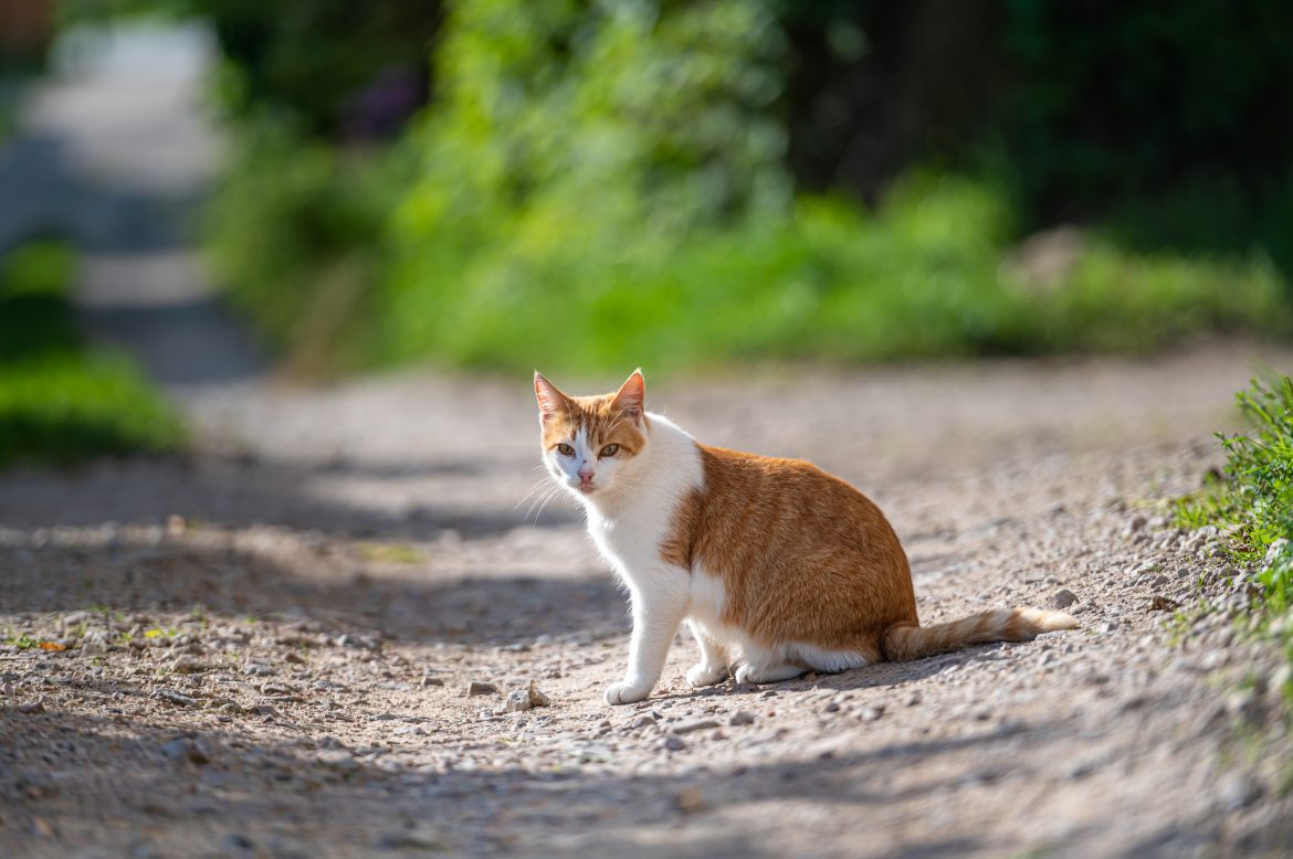 Imagen de recurso de un gato paseando por la calle
