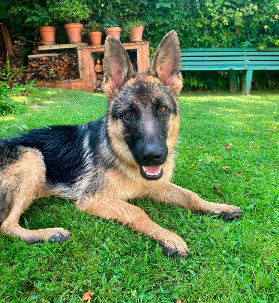 Eme, el pastor alemán tiktokero de Arroyo