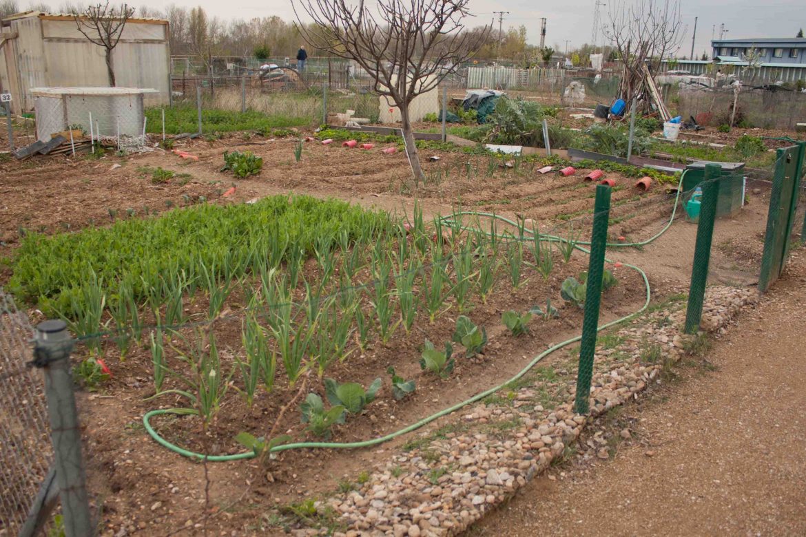 Imagen de archivo de un huerto municipal en la zona de Arroyo. ENA