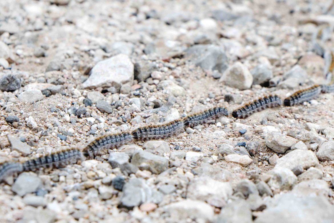 Los propietarios de los perros están muy pendientes de esta oruga, que se desplaza en fila india y que puede causar graves problemas en contacto con sus finos pelos. ENA