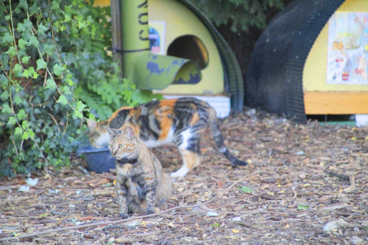 Gatos controlados en una colonia felina de Arroyo. ENA
