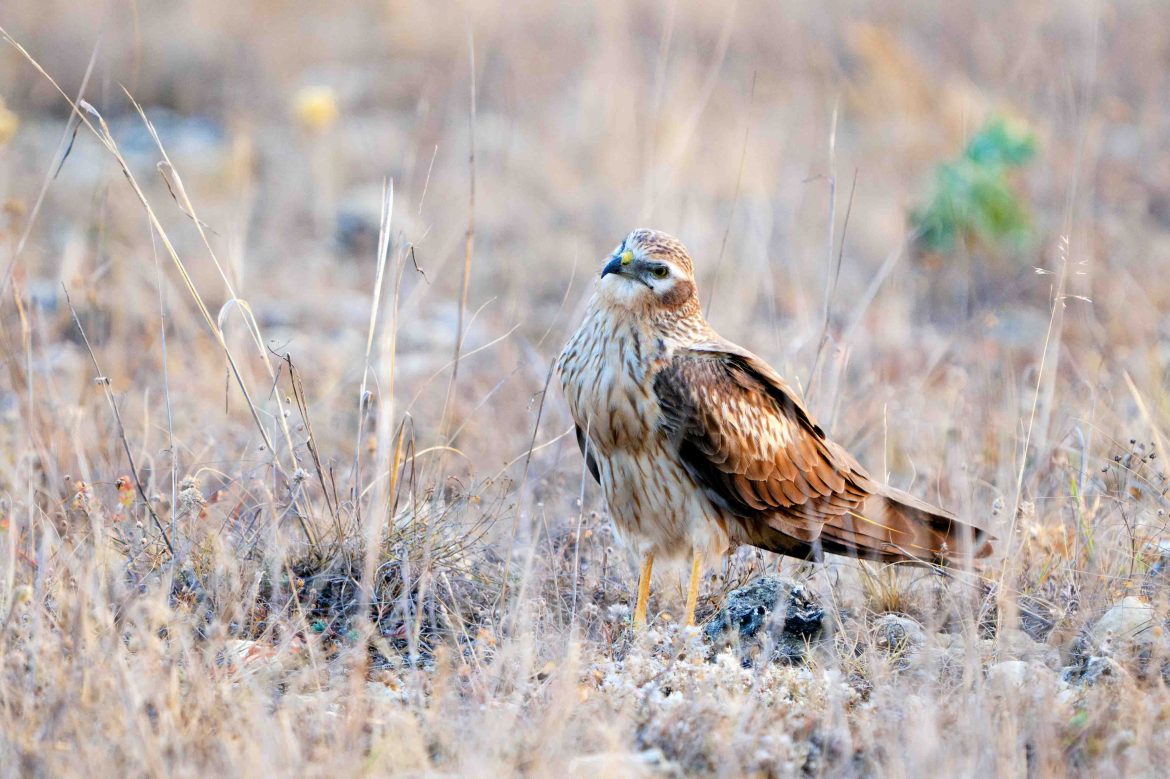 Imagen de un aguilucho cenizo posado en unas tierras. ENA