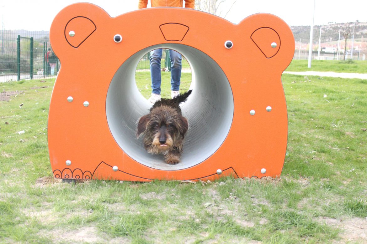 Un perro en el parque canino de Sotoverde. ENA