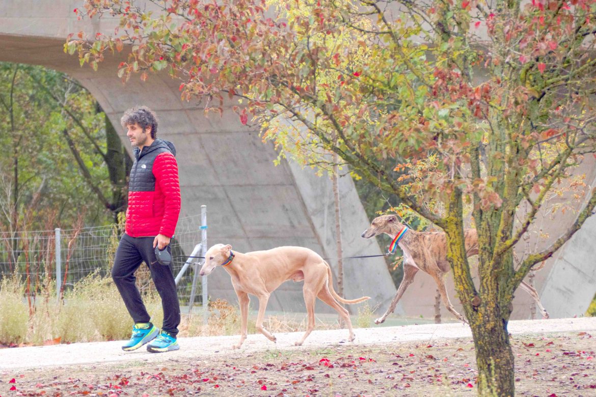 Una persona paseando a sus dos perros. ENA